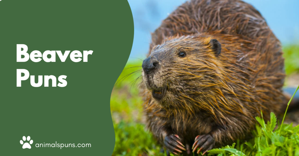 Beaver Puns