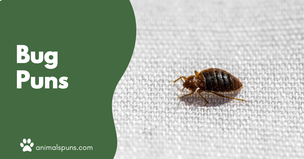 Bug Puns