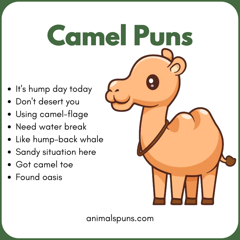 Camel Puns