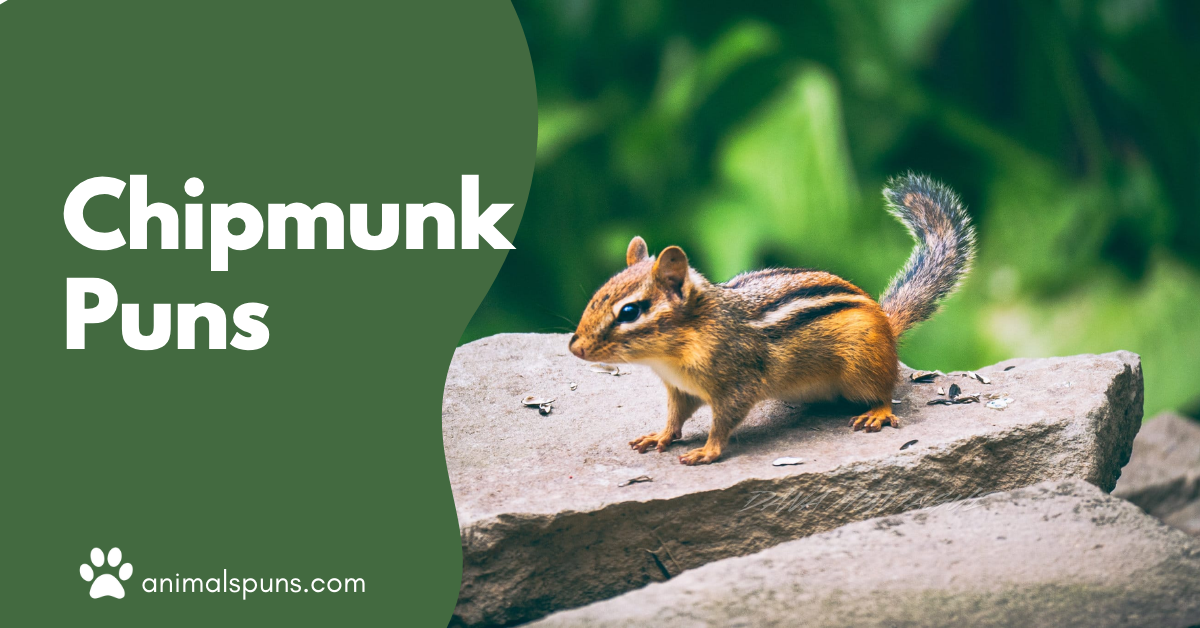 Chipmunk Puns