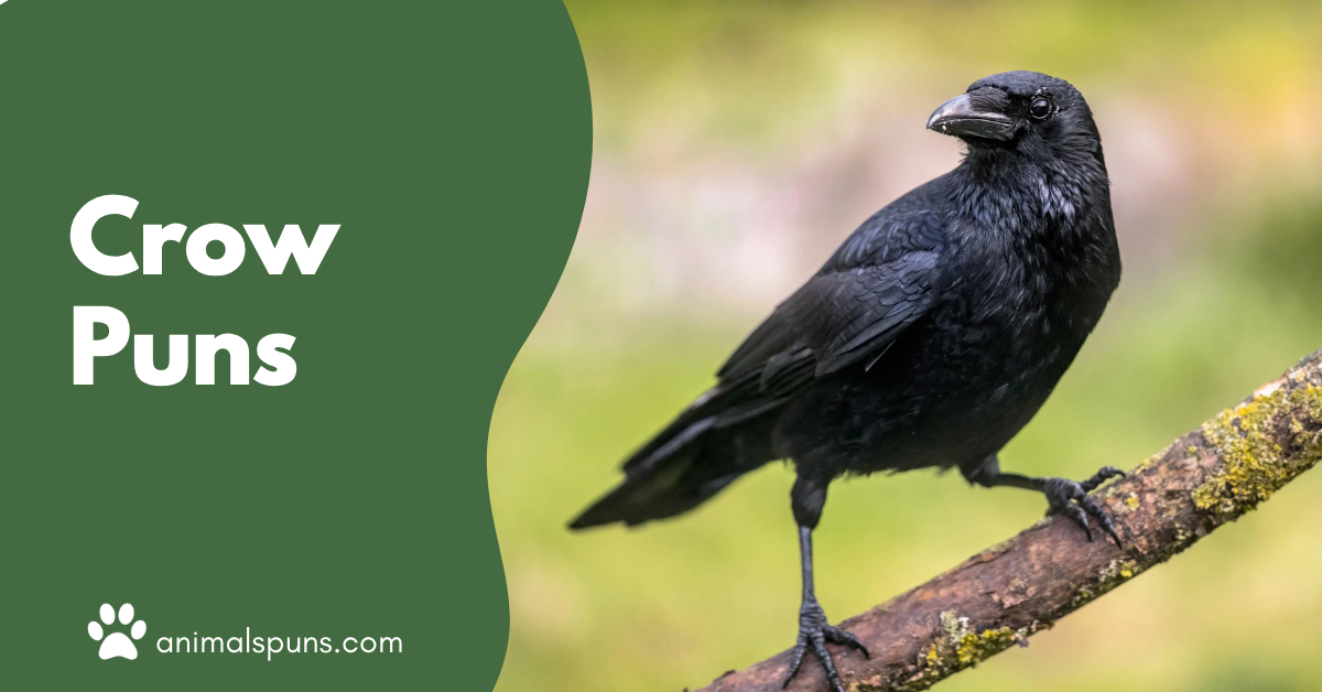 Crow Puns