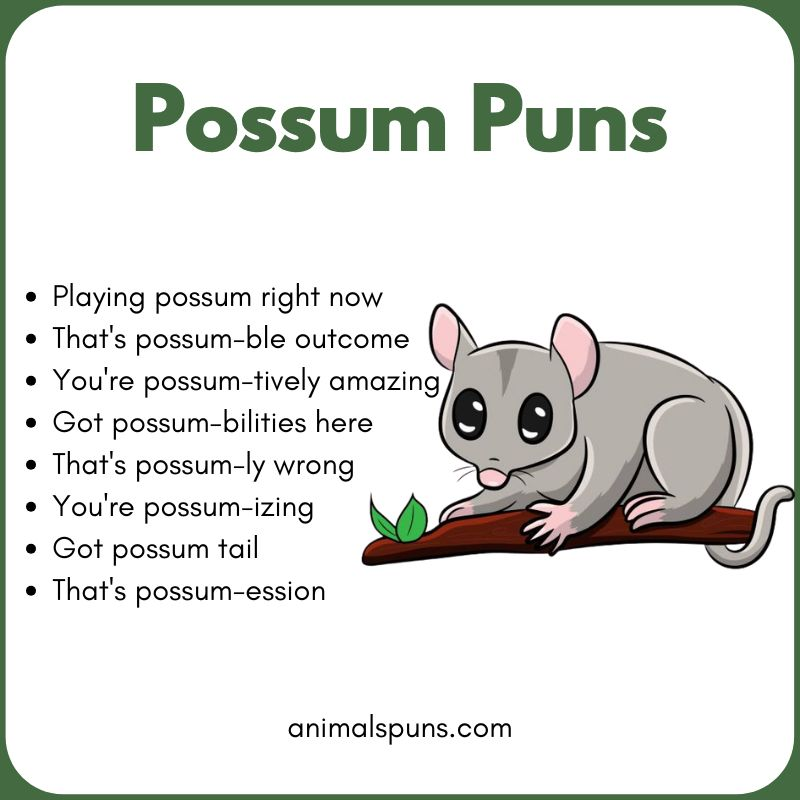 Possum Puns