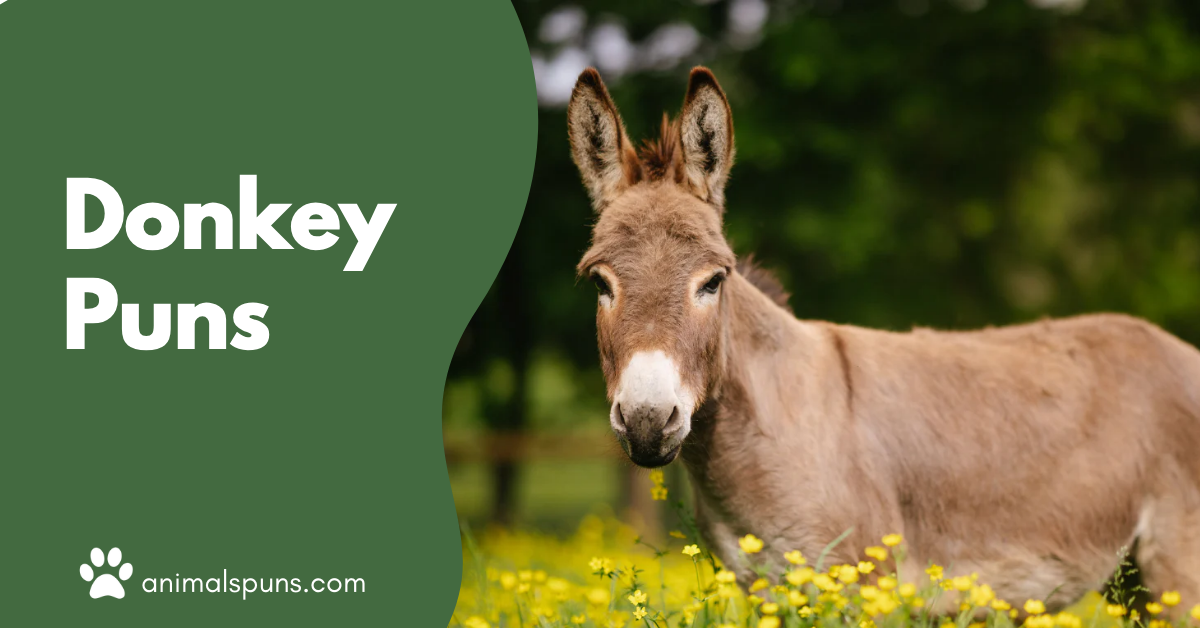 Donkey Puns
