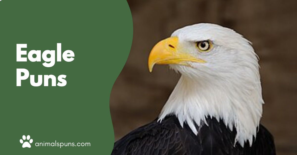 Eagle Puns