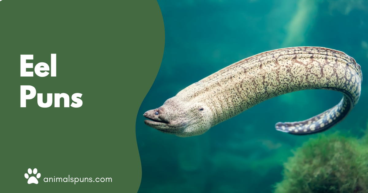 Eel Puns