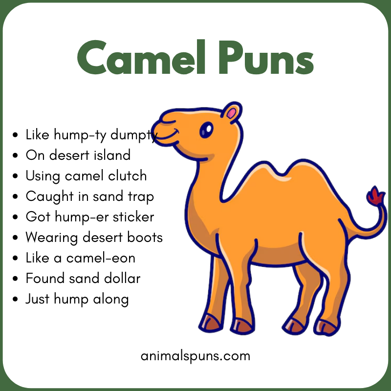 Camel Puns