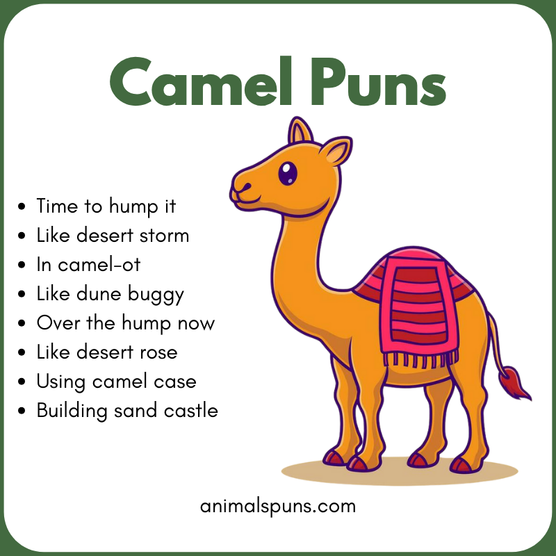 Camel Puns