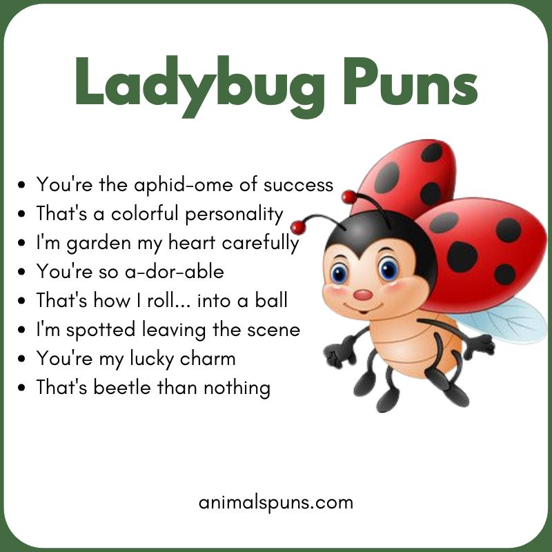 Ladybug Puns