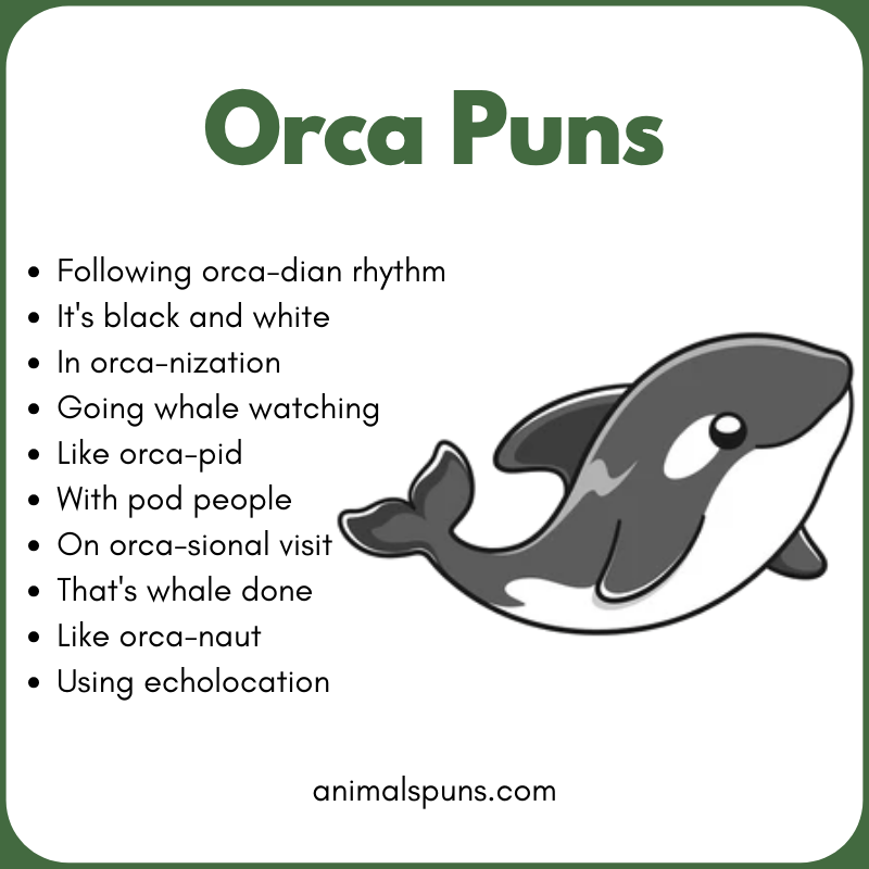 Orca Puns