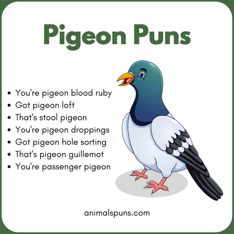 Pigeon Puns