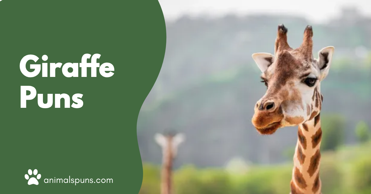 Giraffe Puns