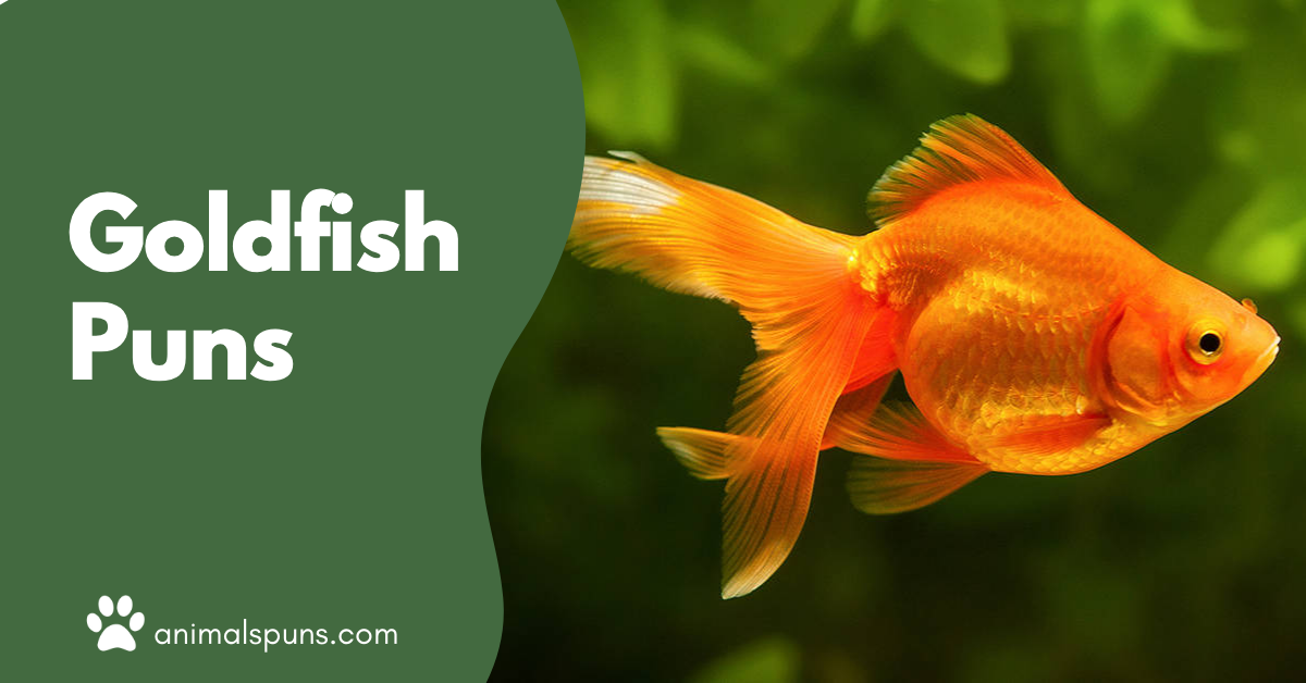 Goldfish Pun