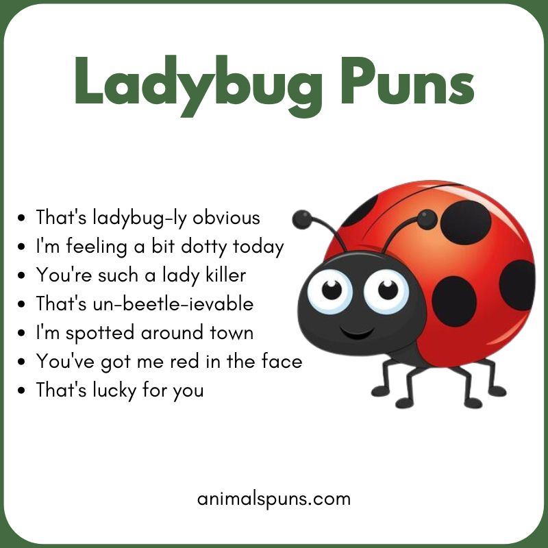 Ladybug Puns
