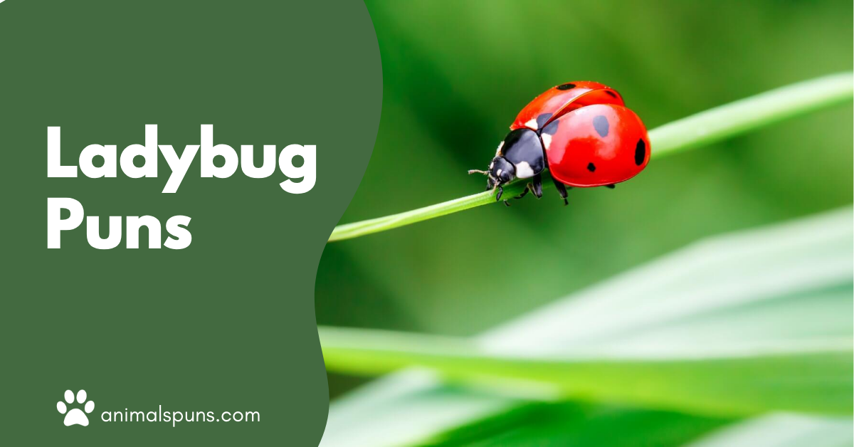 Ladybug Puns