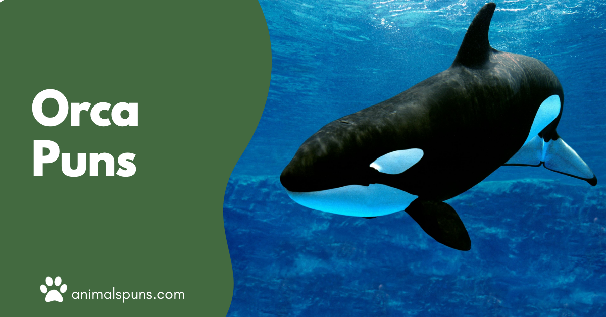 Orca Puns