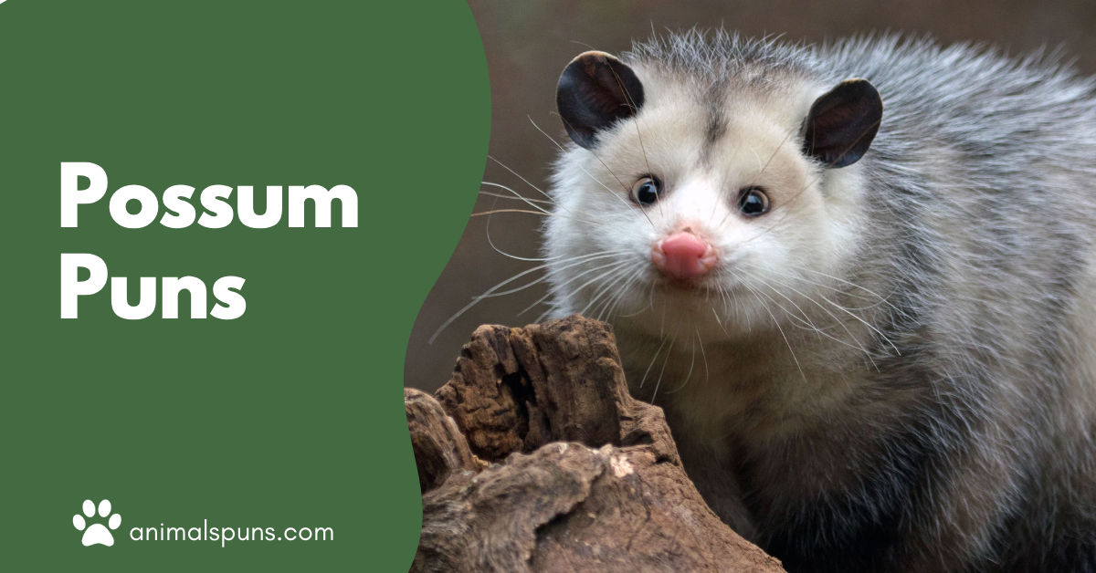 Possum Puns