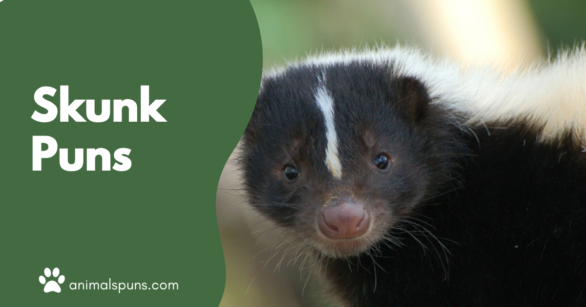 Skunk Puns
