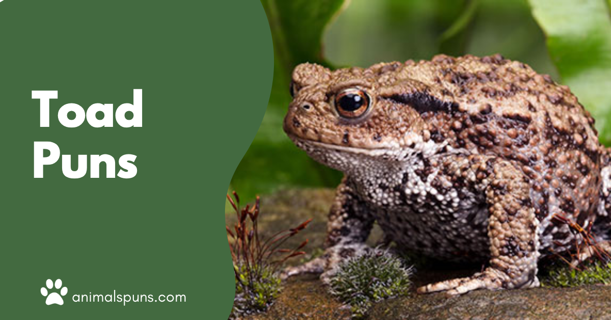 Toad Puns
