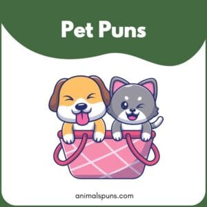 Pet Puns