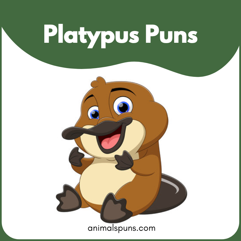 Platypus Puns