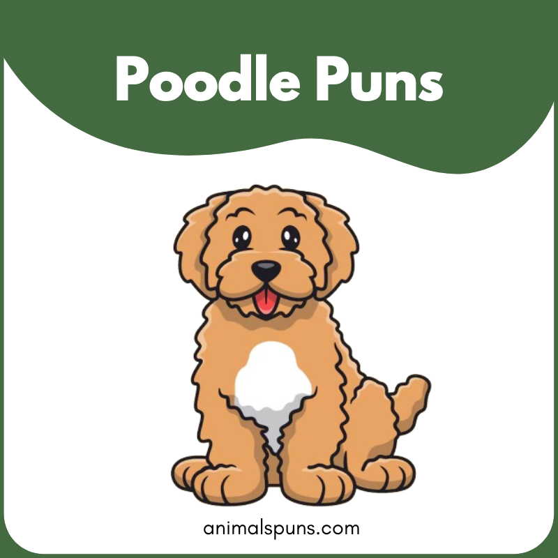 Poodle Puns