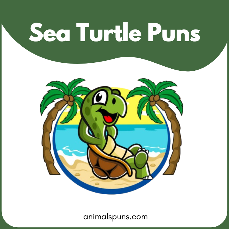 Sea Turtle Puns