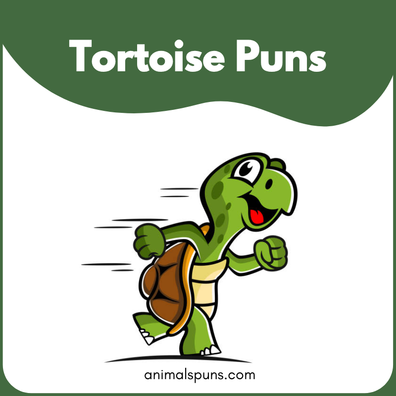 Tortoise Puns