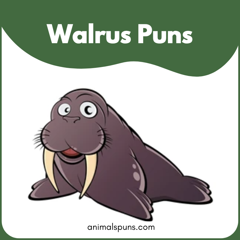 Walrus Puns