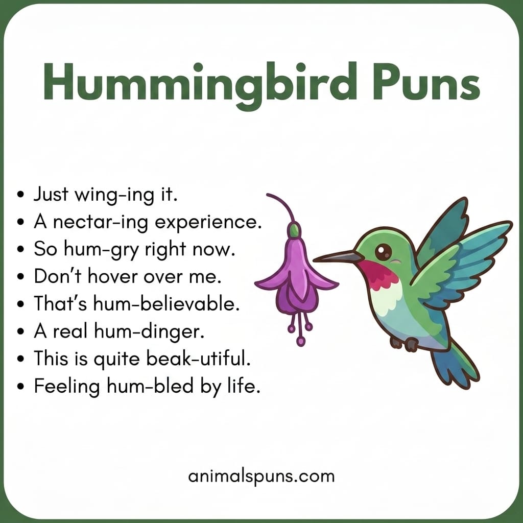 Hummingbird Puns